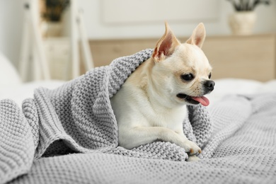 Adorable Toy Terrier wrapped in light blue knitted blanket on bed. Domestic dog