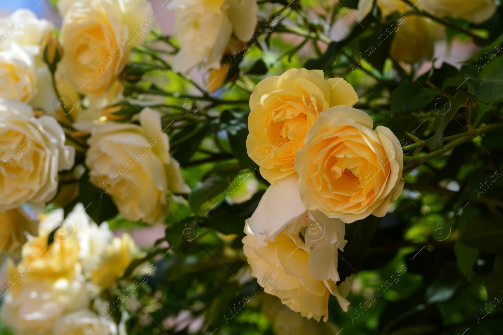 Photo of Closeup view of blooming rose bush with beautiful yellow flowers outdoors on sunny day