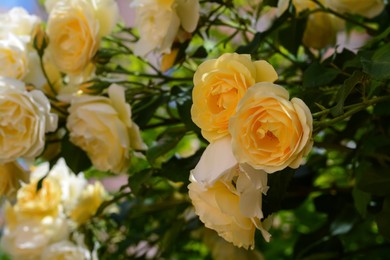Closeup view of blooming rose bush with beautiful yellow flowers outdoors on sunny day