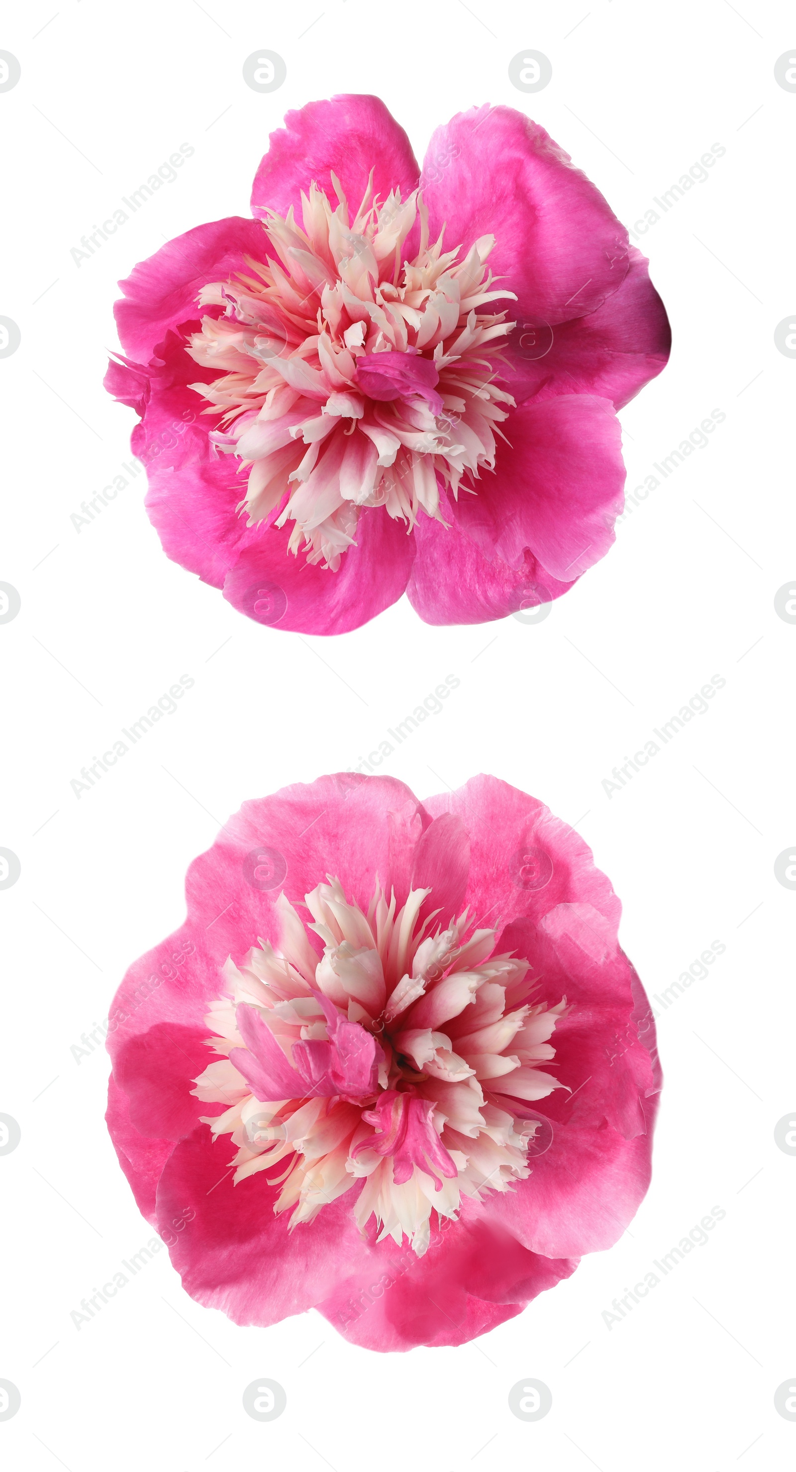 Image of Beautiful pink peony flowers on white background 