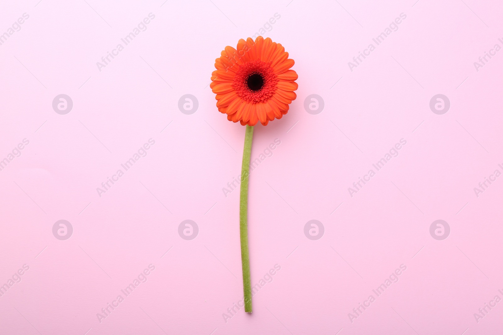 Photo of Beautiful orange gerbera flower on pink background, top view