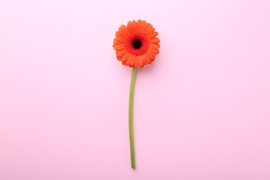 Photo of Beautiful orange gerbera flower on pink background, top view