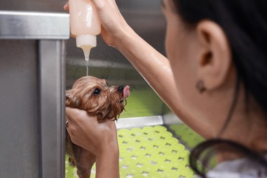Photo of Professional groomer washing cute little dog in pet beauty salon