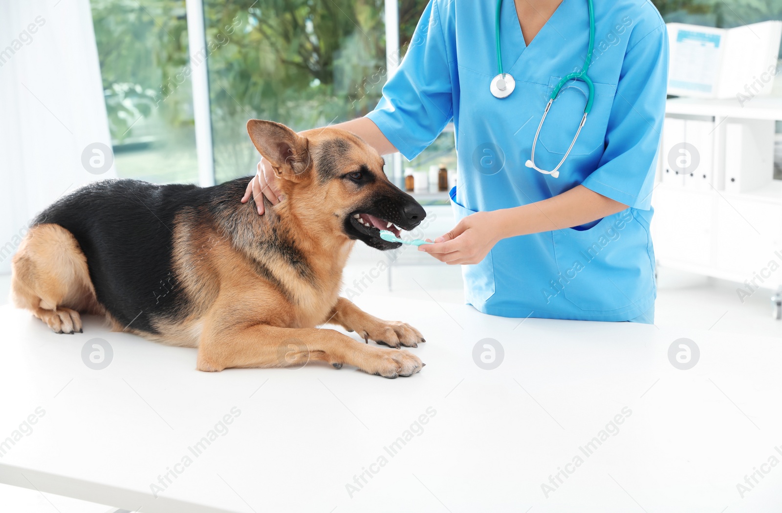 Photo of Doctor cleaning dog's teeth with toothbrush indoors. Pet care