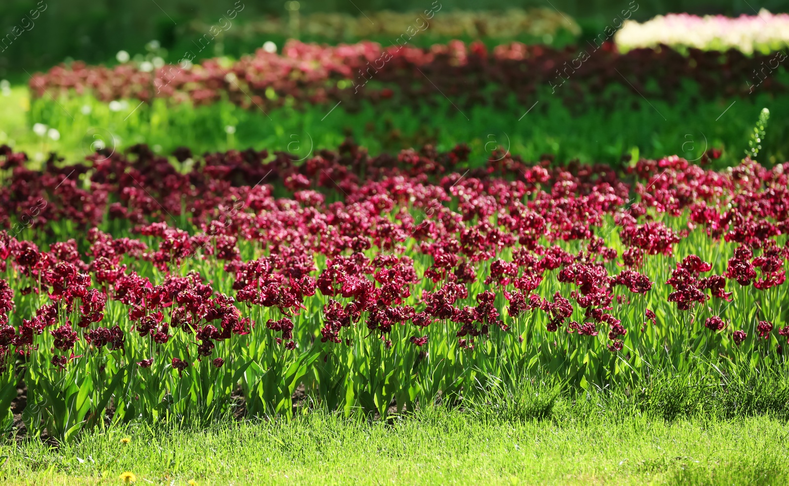 Photo of Blossoming tulips outdoors on sunny spring day