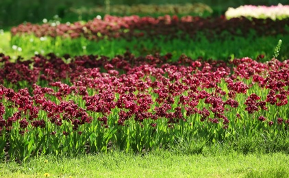 Photo of Blossoming tulips outdoors on sunny spring day