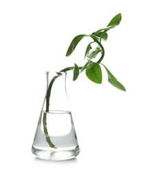 Flask with exotic plant isolated on white. Organic chemistry