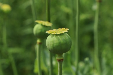Green poppy head growing in field, closeup