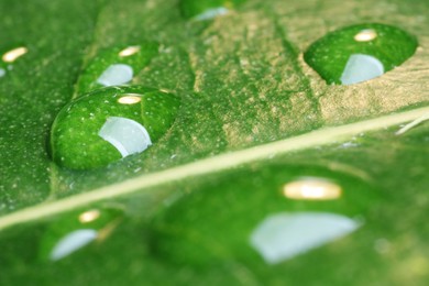 Water drops on green leaf, macro view