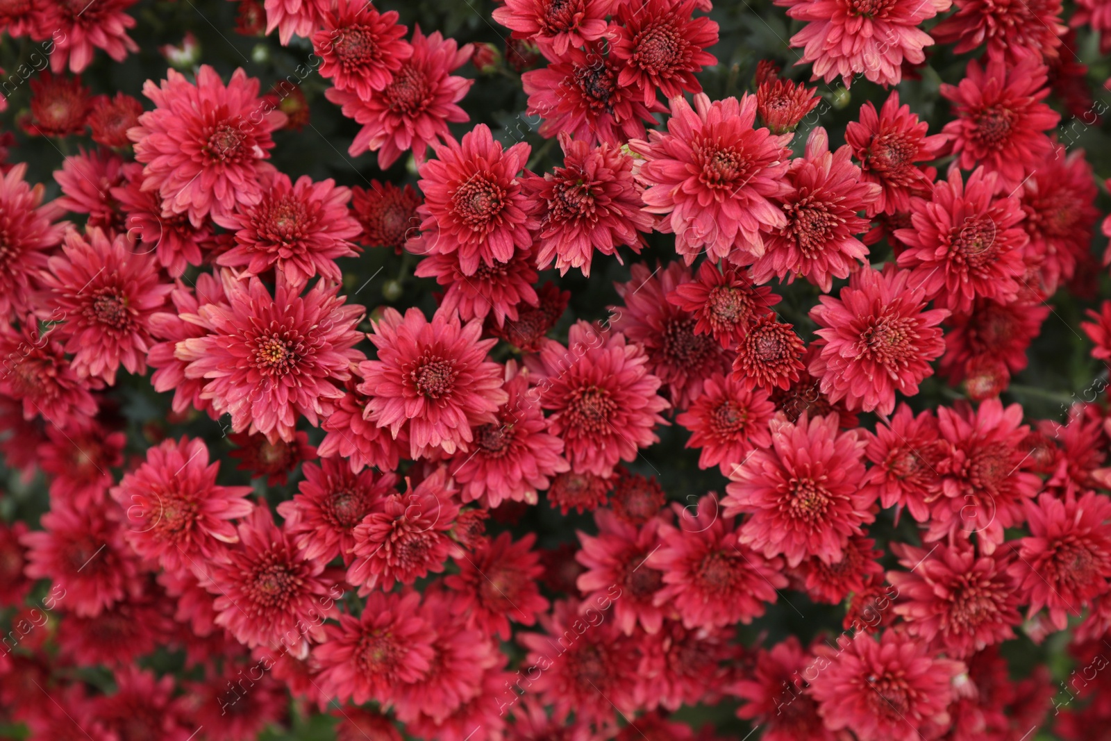 Photo of Beautiful blooming Chrysanthemum bush as background. Autumn flowers