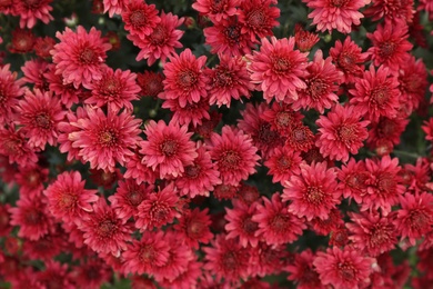 Beautiful blooming Chrysanthemum bush as background. Autumn flowers