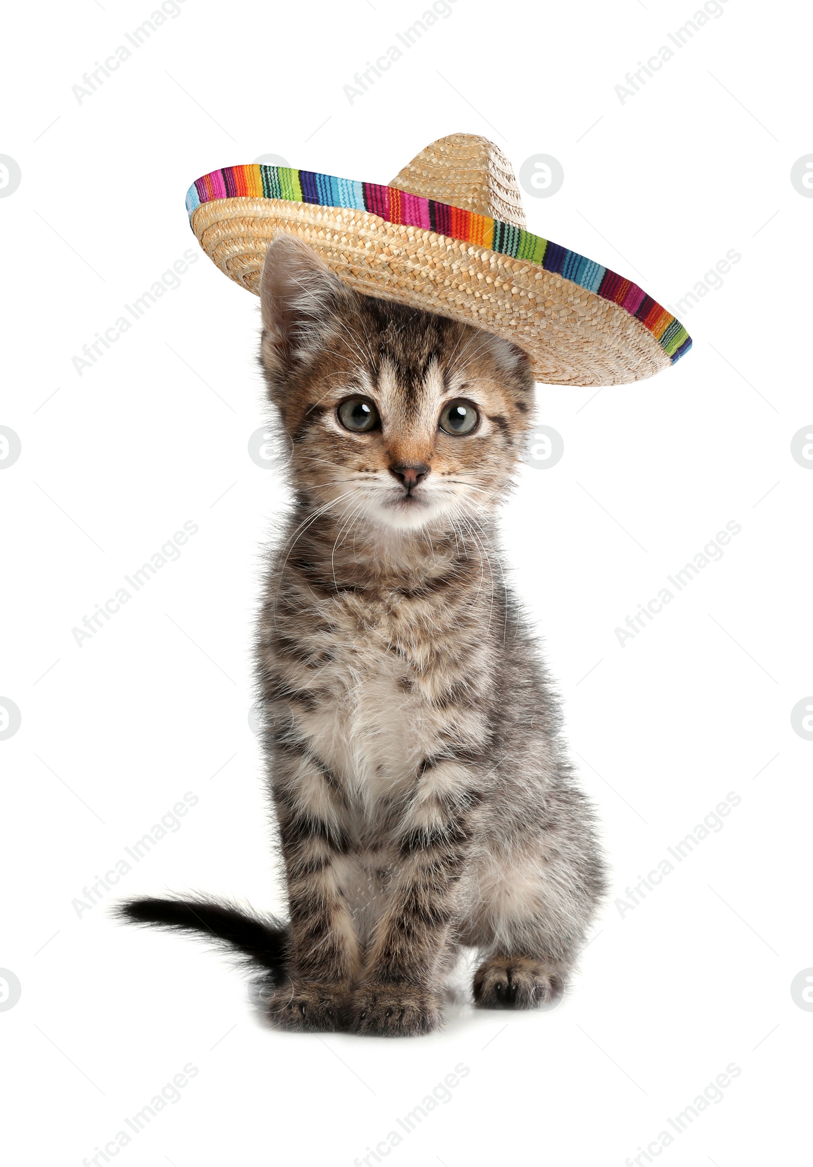 Image of Cute little kitten with sombrero on white background