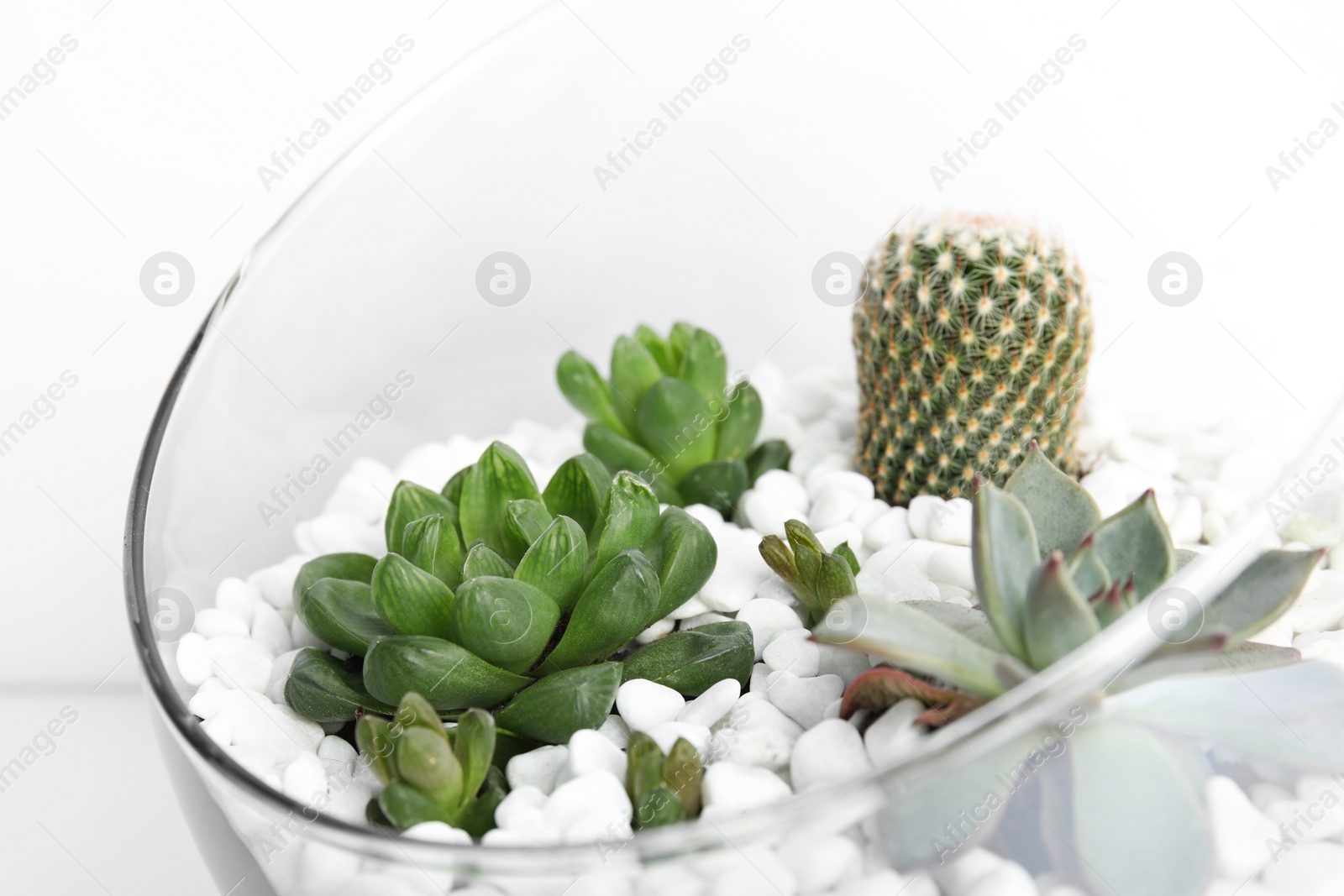 Photo of Glass florarium with different succulents on white background, closeup