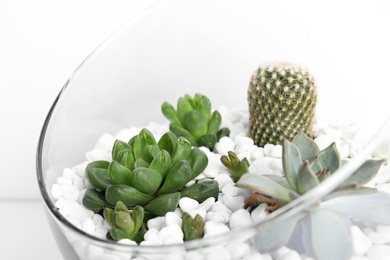 Glass florarium with different succulents on white background, closeup