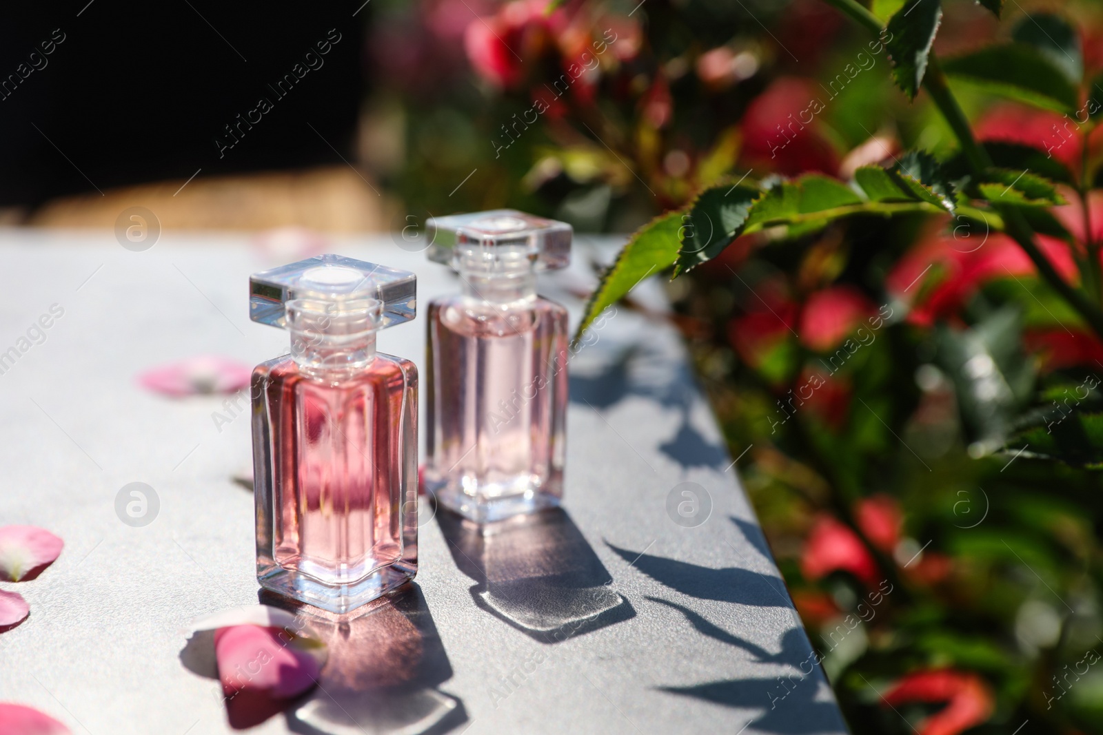 Photo of Bottles with rose perfume on table among flowers in blooming garden, space for text