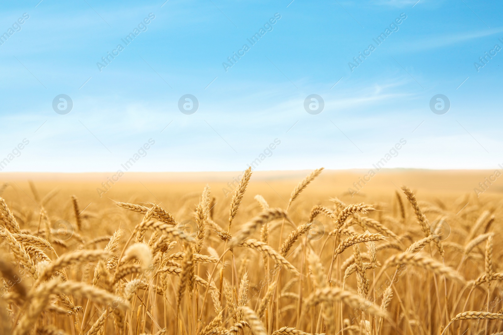 Photo of Wheat grain field on sunny day. Cereal farming