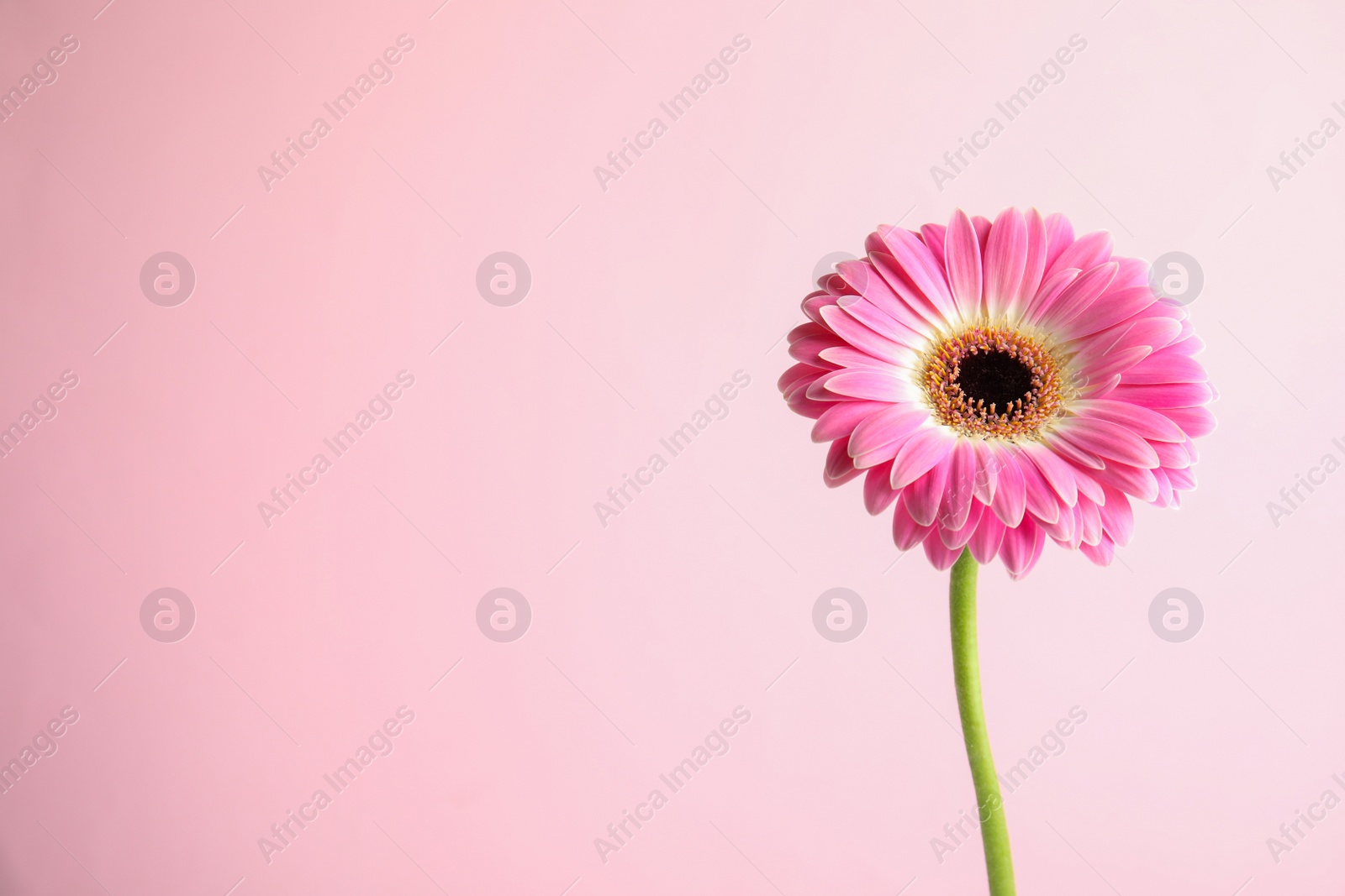 Photo of Beautiful bright gerbera flower on color background. Space for text