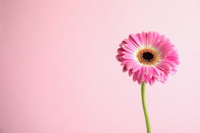 Photo of Beautiful bright gerbera flower on color background. Space for text
