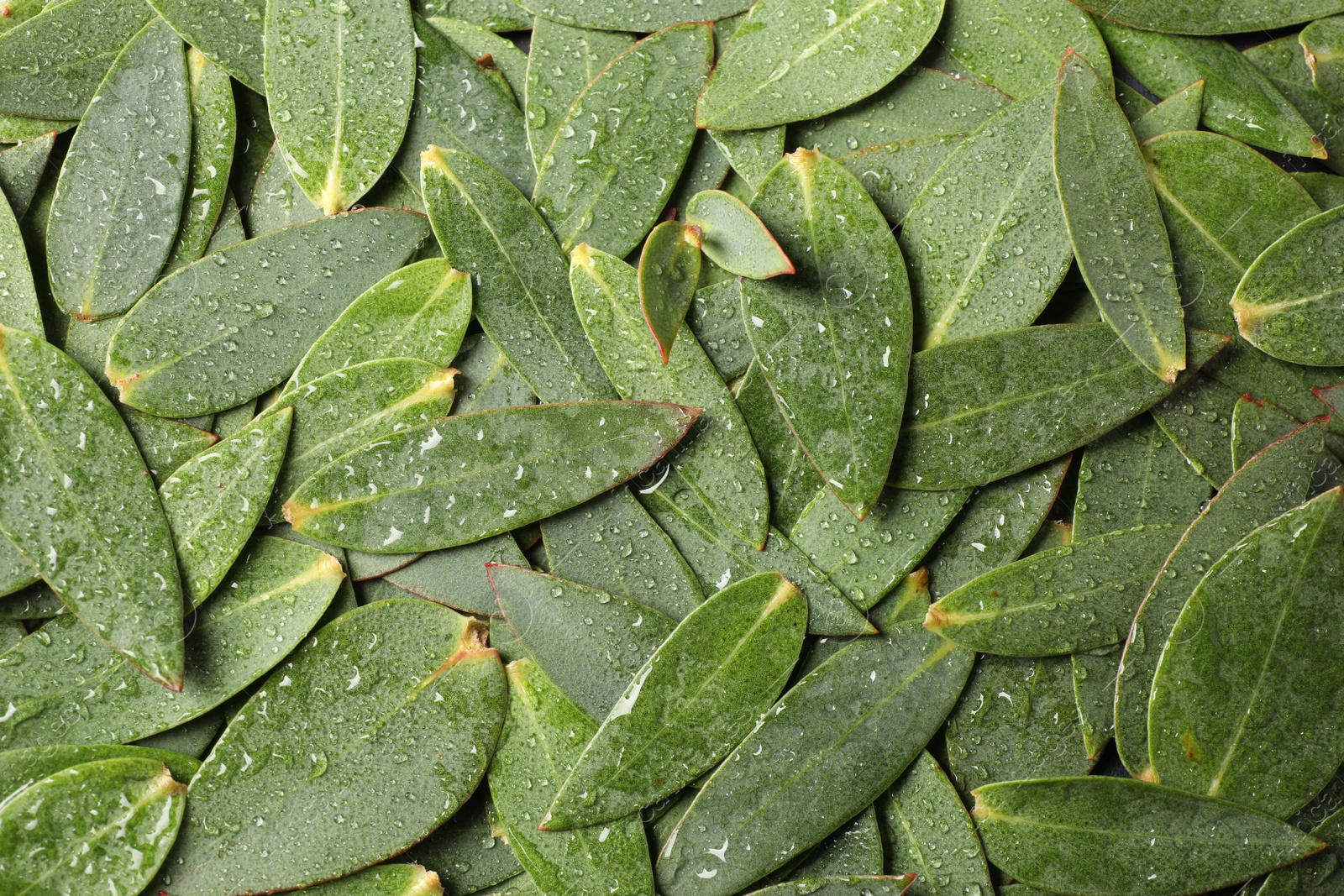 Photo of Many eucalyptus leaves with water drops as background, top view