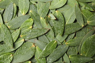 Many eucalyptus leaves with water drops as background, top view