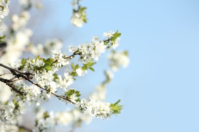 Photo of Branches of blossoming cherry plum tree against blue sky, closeup