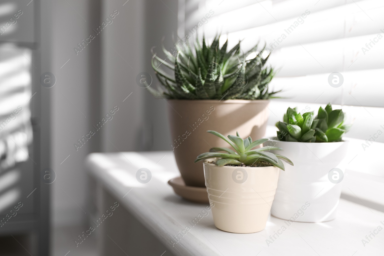 Photo of Beautiful different cacti in pots on windowsill indoors. Space for text