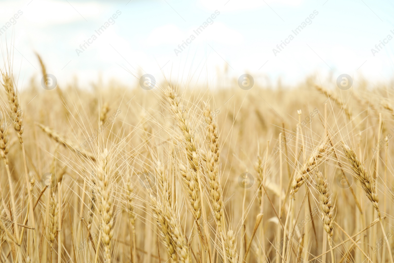 Photo of Golden wheat in grain field. Cereal farming