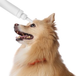 Image of Giving medical drops to cute dog on white background