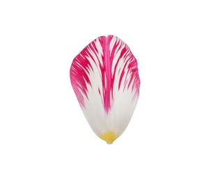 Beautiful fresh tulip petal isolated on white