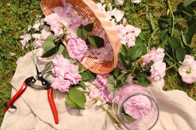 Photo of Tea roses, petals and pruner on green grass, flat lay