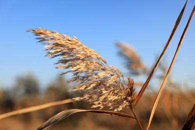 Photo of Dry reed growing outdoors on sunny day, closeup