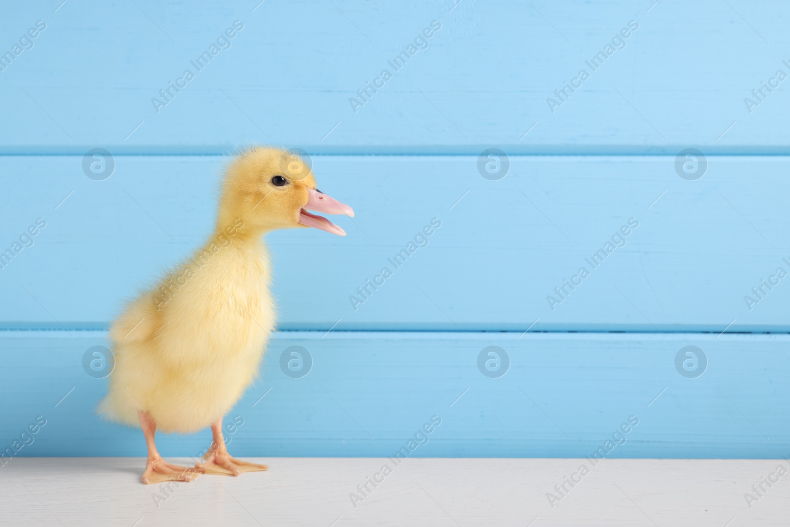 Photo of Baby animal. Cute fluffy duckling on white wooden table near light blue wall, space for text