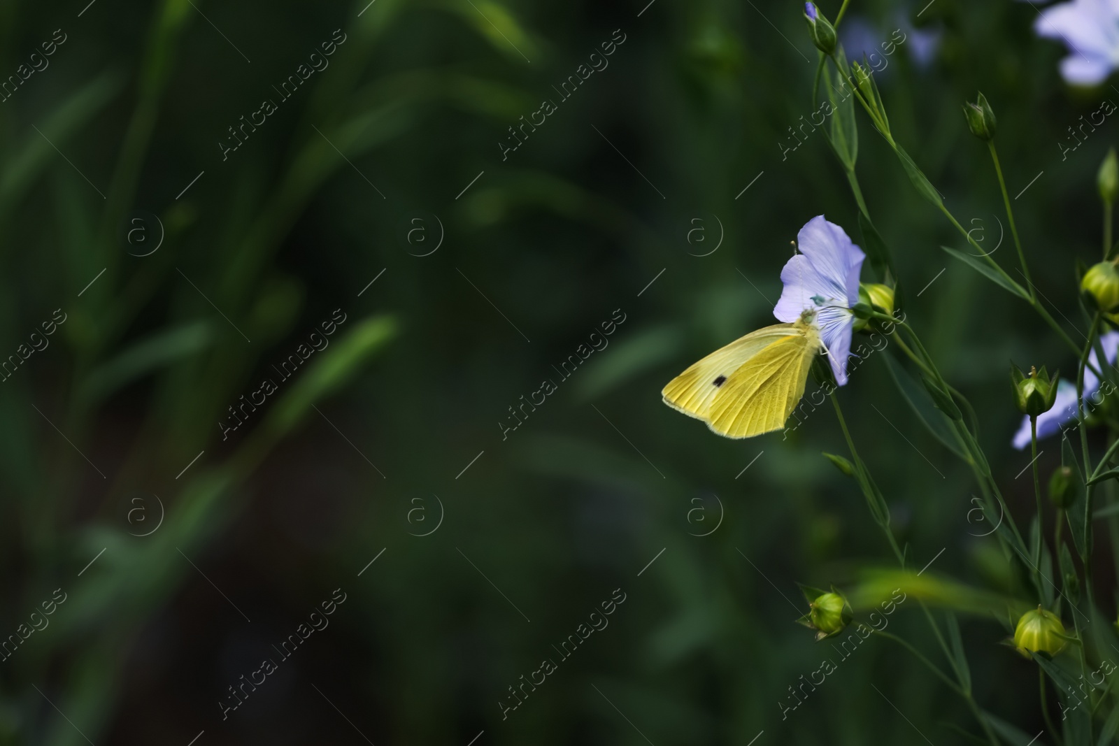 Photo of Butterfly on blooming flax flower in field, closeup. Space for text