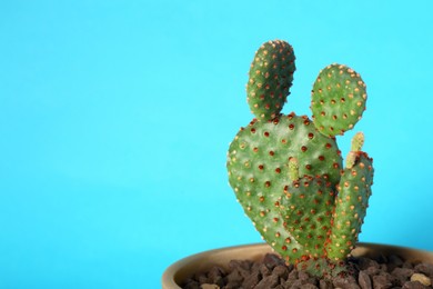 Photo of Beautiful green exotic cactus in pot on light blue background. Space for text