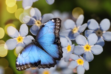 Image of Beautiful butterfly on forget-me-not flower in garden, closeup. Bokeh effect