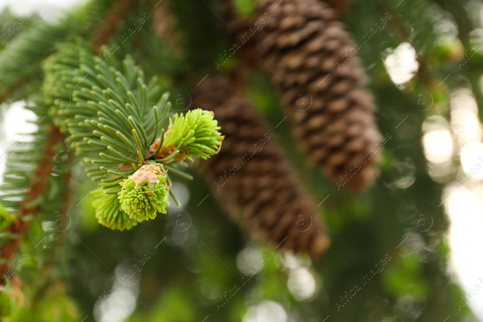 Photo of Beautiful branch of coniferous tree, closeup. Space for text