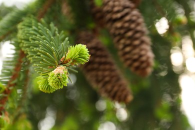 Photo of Beautiful branch of coniferous tree, closeup. Space for text