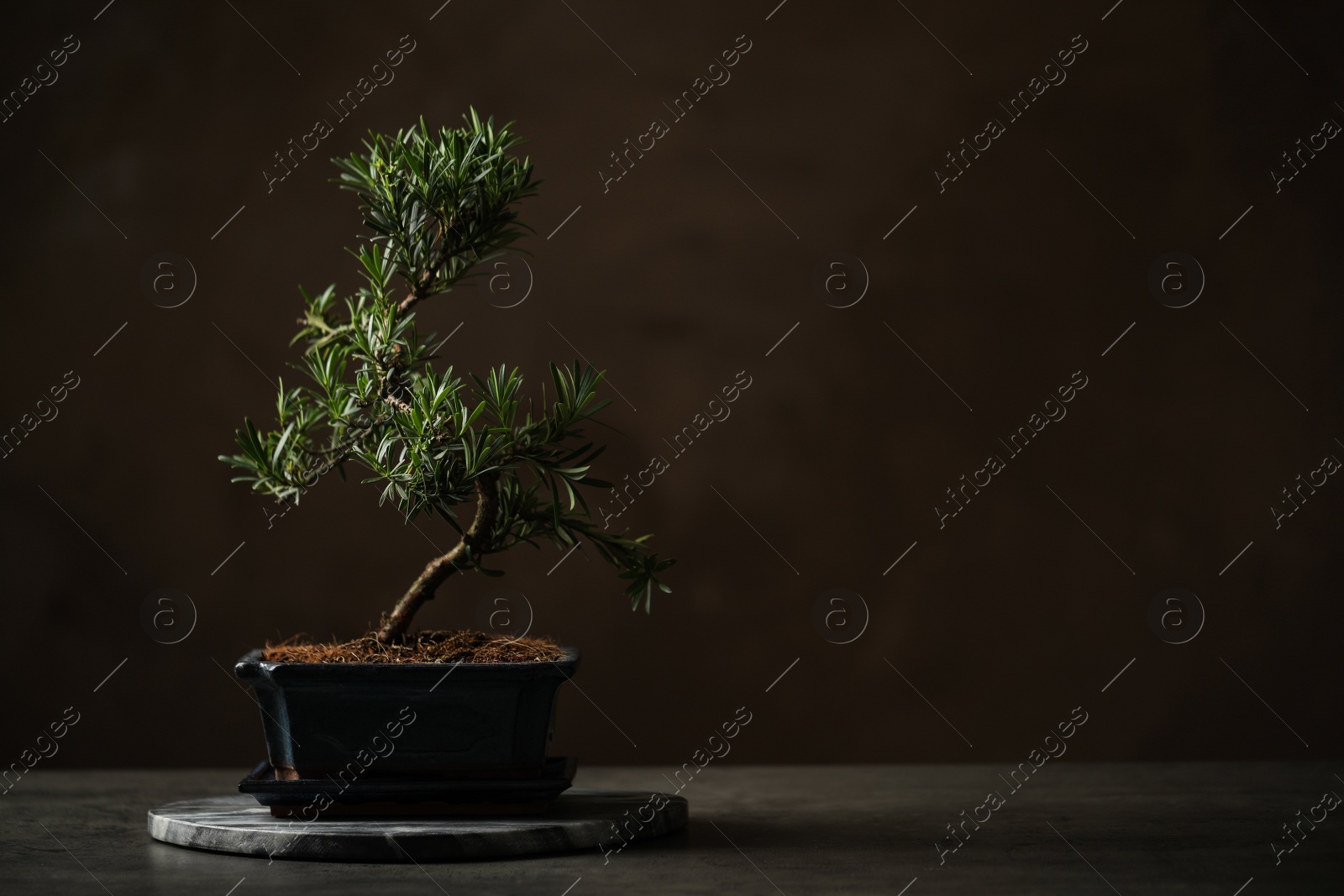 Photo of Japanese bonsai plant on grey stone table, space for text. Creating zen atmosphere at home