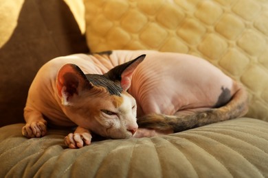 Photo of Adorable Sphynx cat lying on pillow indoors. Cute pet