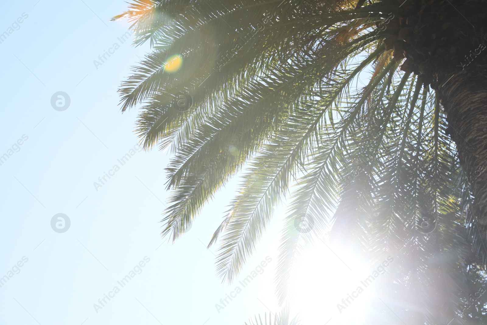 Photo of Beautiful palm tree against clear sky, low angle view