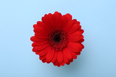 Photo of Beautiful red gerbera flower on light blue background, top view