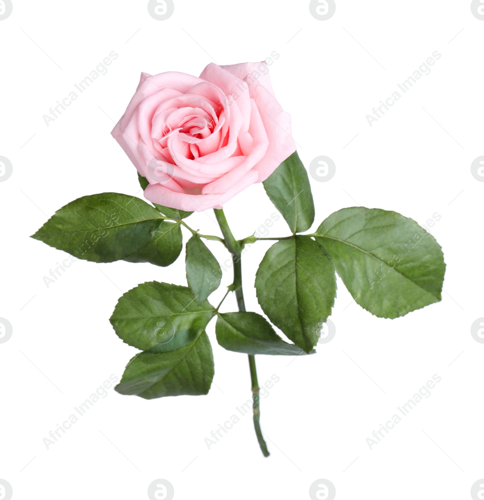 Photo of Blooming pink rose isolated on white. Beautiful flower