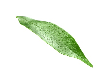 Photo of Fresh green tangerine leaf with water drops on white background