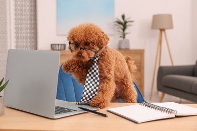 Cute Maltipoo dog wearing checkered tie and glasses at desk with laptop in room. Lovely pet