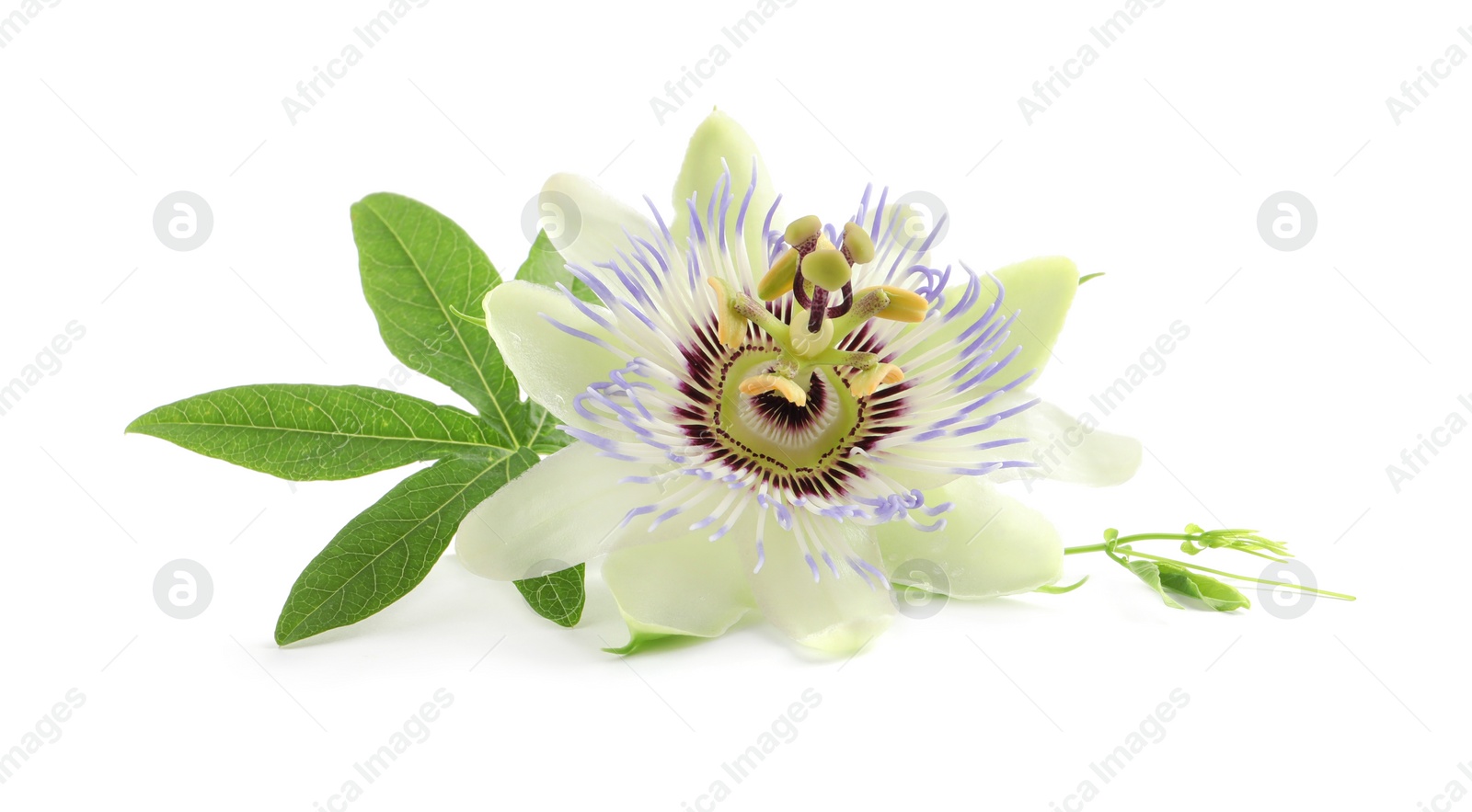 Photo of Beautiful blossom of Passiflora plant (passion fruit) with green leaves on white background