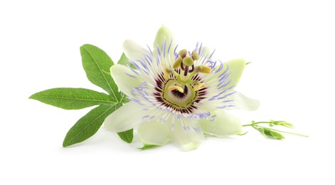 Photo of Beautiful blossom of Passiflora plant (passion fruit) with green leaves on white background