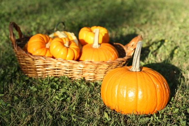 Fresh ripe orange pumpkins on green grass