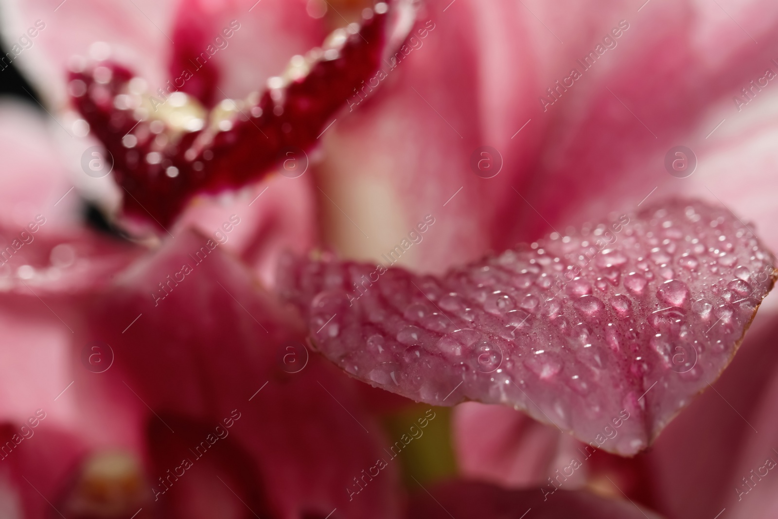 Photo of Closeup view of beautiful blooming flower with dew drops as background