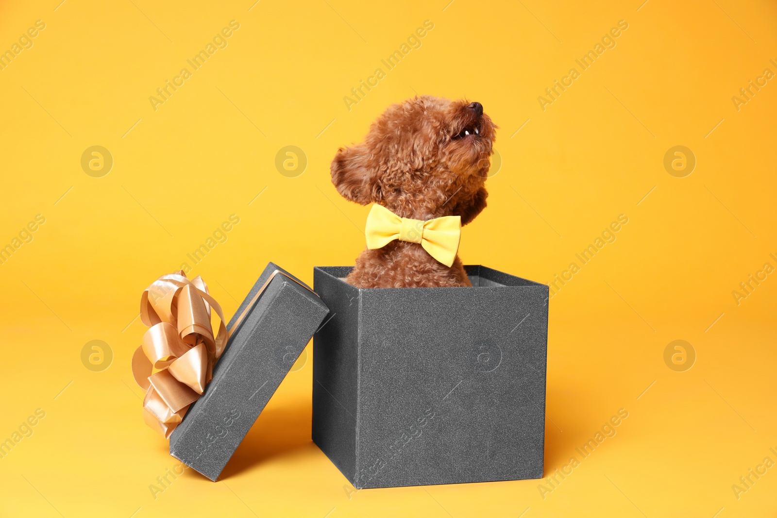 Photo of Cute Maltipoo dog with yellow bow tie in gift box on orange background