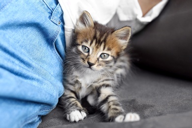 Photo of Cute little striped kitten near owner at home, closeup view